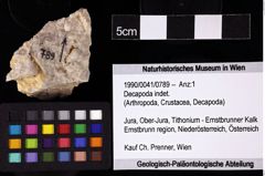 Foto (Objket + Etiketten) von Decapoda indet. 